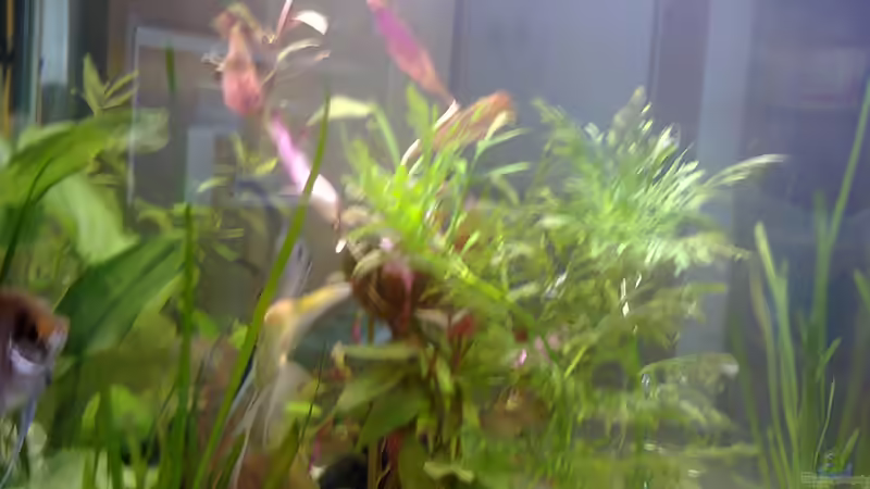Pflanzen im Aquarium MyFirstOne von Katerina Schöbella (34)
