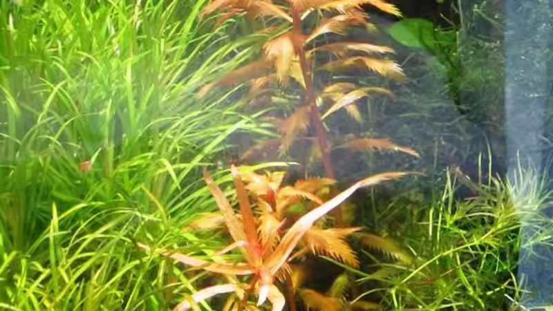 Pflanzen im Aquarium mysteryland von furt (11)