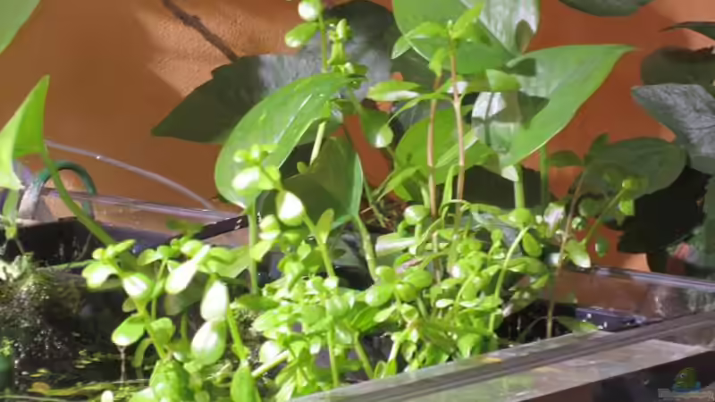 Pflanzen im Aquarium mysteryland von furt (12)