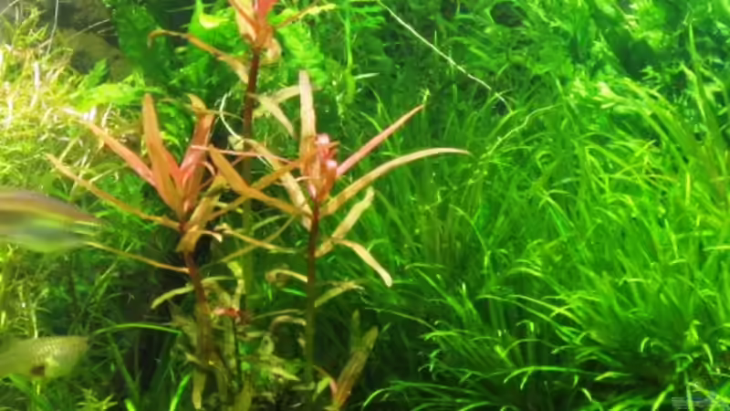 Pflanzen im Aquarium mysteryland von furt (15)