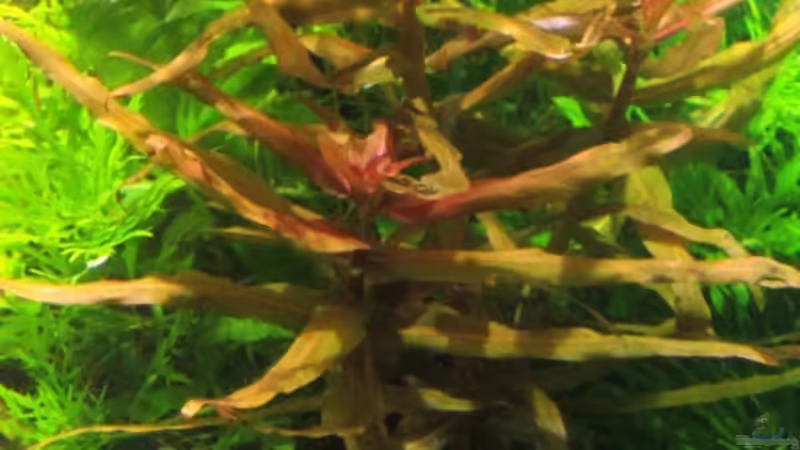 Pflanzen im Aquarium mysteryland von furt (19)