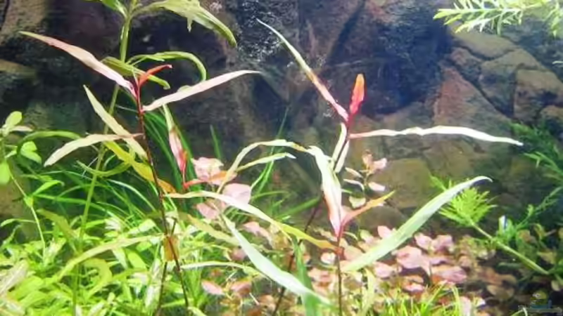 Pflanzen im Aquarium mysteryland von furt (9)