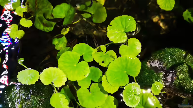 Pflanzen im Aquarium Mystische  Waldquelle von Alexander Deepocean (16)