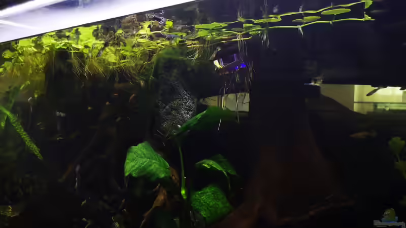 Pflanzen im Aquarium Mystische  Waldquelle von Alexander Deepocean (19)