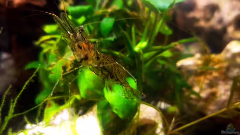 Pflanzen im Aquarium Mystische  Waldquelle von Alexander Deepocean (21)