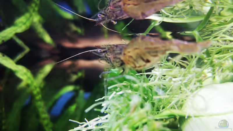 Pflanzen im Aquarium Mystische  Waldquelle von Alexander Deepocean (25)