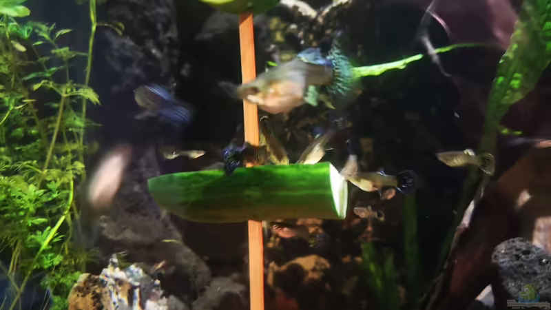 Pflanzen im Aquarium Mystische  Waldquelle von Alexander Deepocean (26)