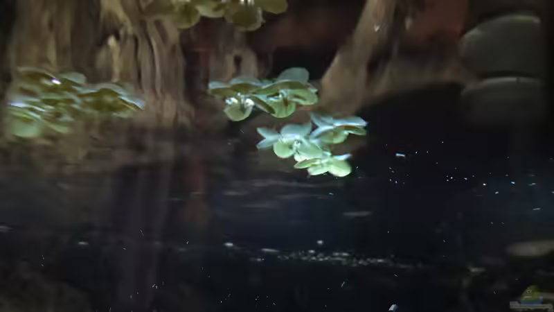 Pflanzen im Aquarium Namenlos II von Fichte (21)