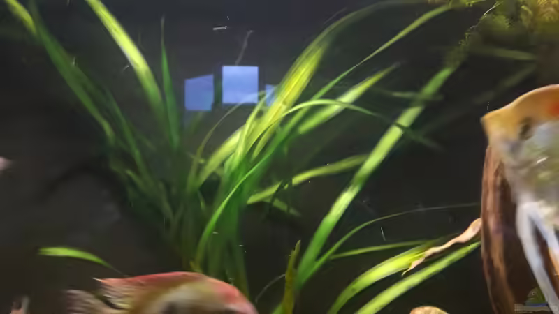Pflanzen im Aquarium Namenlos von Fichte (61)