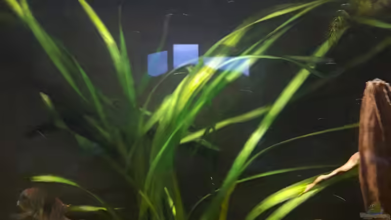 Pflanzen im Aquarium Namenlos von Fichte (62)