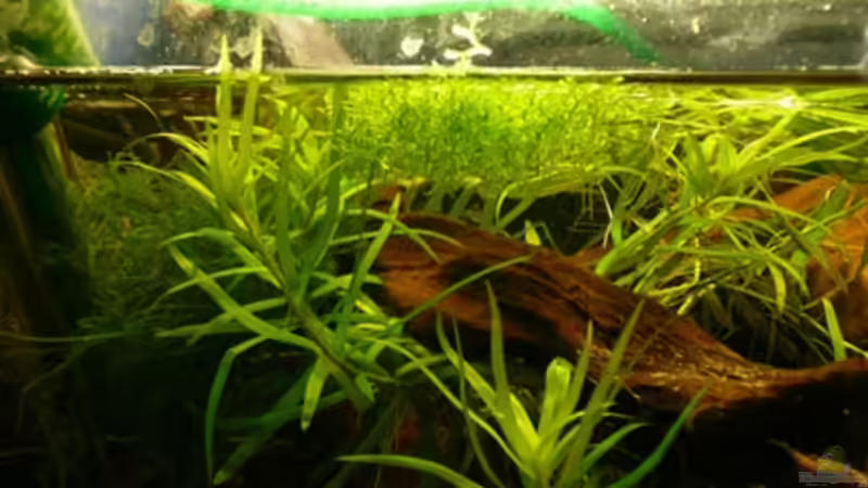 Pflanzen im Aquarium Nanacara anomala von Cichlid Power (5)