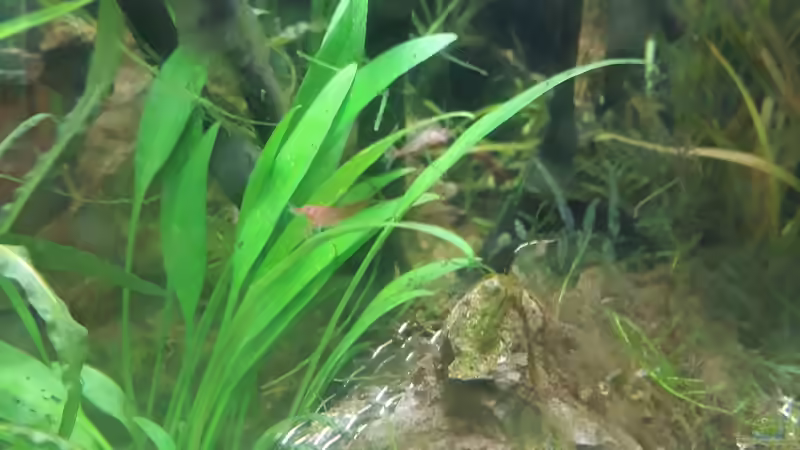 Pflanzen im Aquarium Nano 30 von NiRo (10)