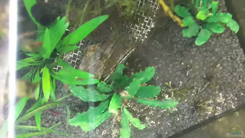 Pflanzen im Aquarium Nano 30 von NiRo (11)