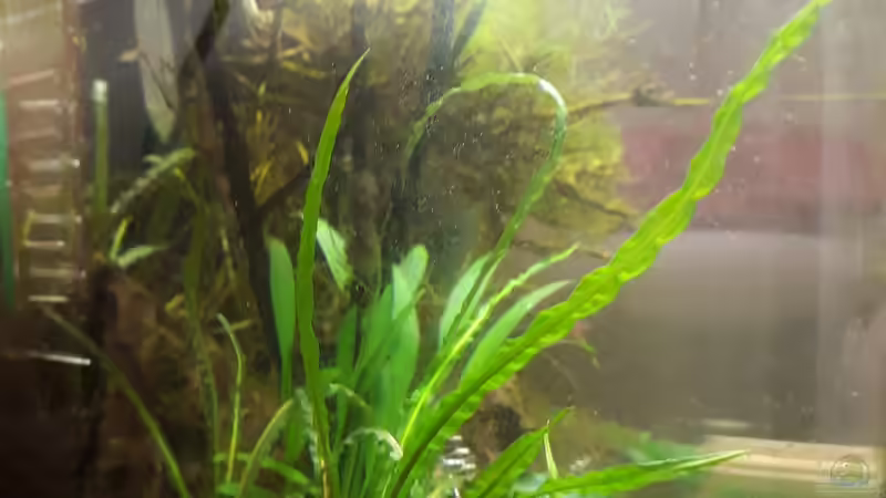 Pflanzen im Aquarium Nano 30 von NiRo (13)