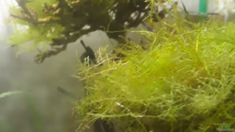 Pflanzen im Aquarium Nano 30 von NiRo (14)