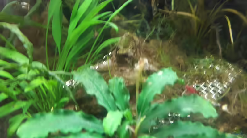 Pflanzen im Aquarium Nano 30 von NiRo (5)