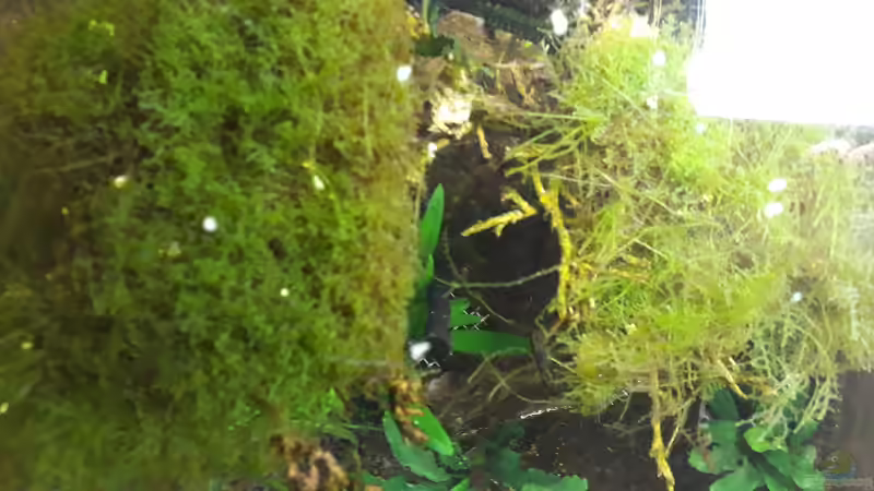 Pflanzen im Aquarium Nano 30 von NiRo (7)
