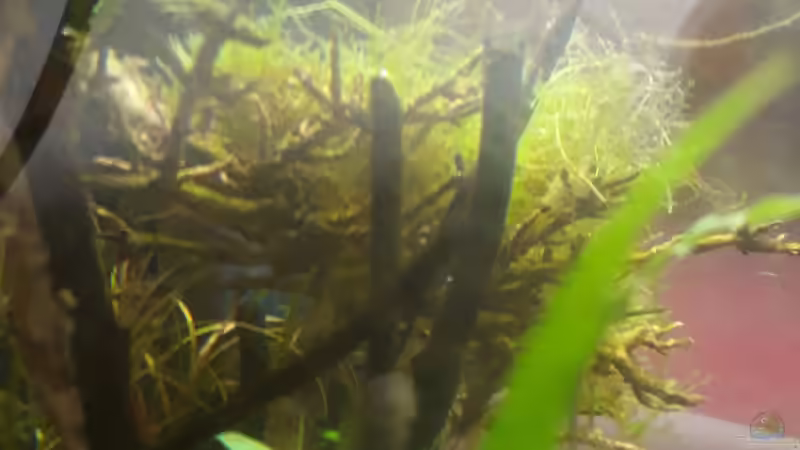 Pflanzen im Aquarium Nano 30 von NiRo (8)