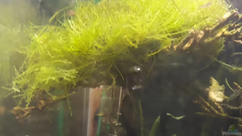 Pflanzen im Aquarium Nano 30 von NiRo (9)