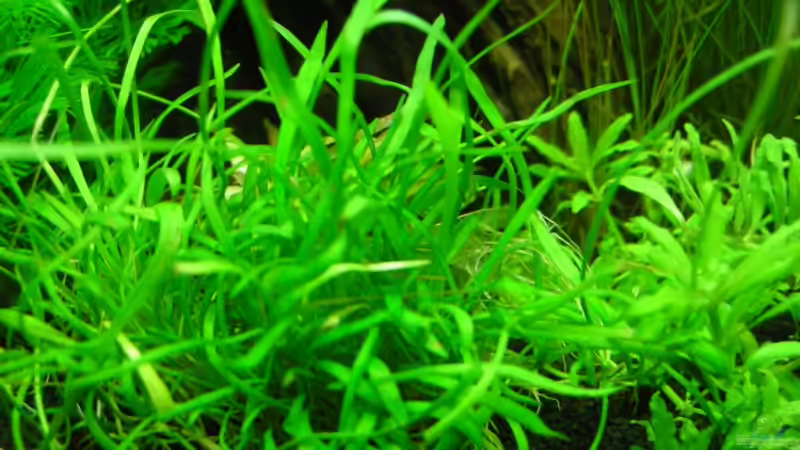 Pflanzen im Aquarium Nano Cube 1.0 von Thorgal Takashi (3)