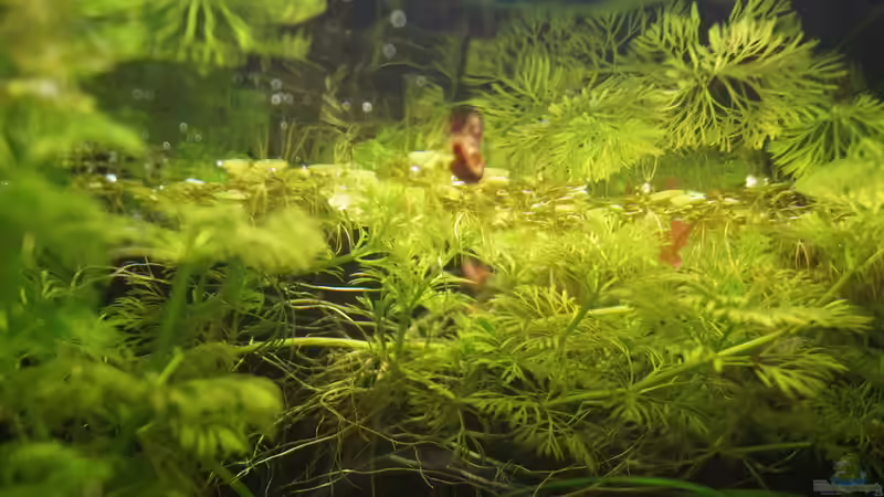 Pflanzen im Aquarium Nano Cube 30l von Raphi (5)