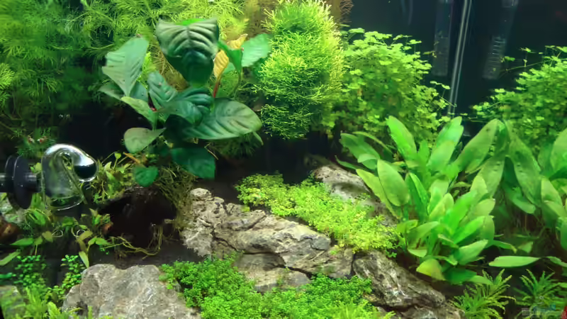 Pflanzen im Aquarium Nano Cube 60 Liter von Christoph Luz (10)