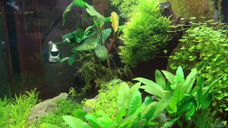 Pflanzen im Aquarium Nano Cube 60 Liter von Christoph Luz (11)