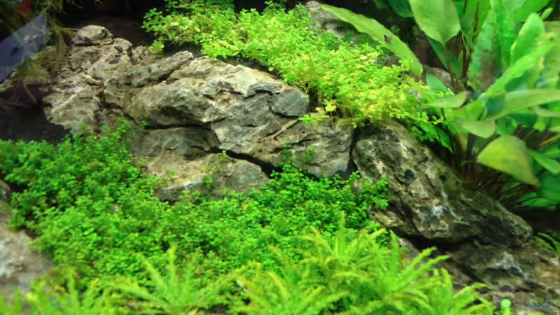 Pflanzen im Aquarium Nano Cube 60 Liter von Christoph Luz (12)