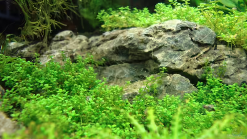 Pflanzen im Aquarium Nano Cube 60 Liter von Christoph Luz (13)