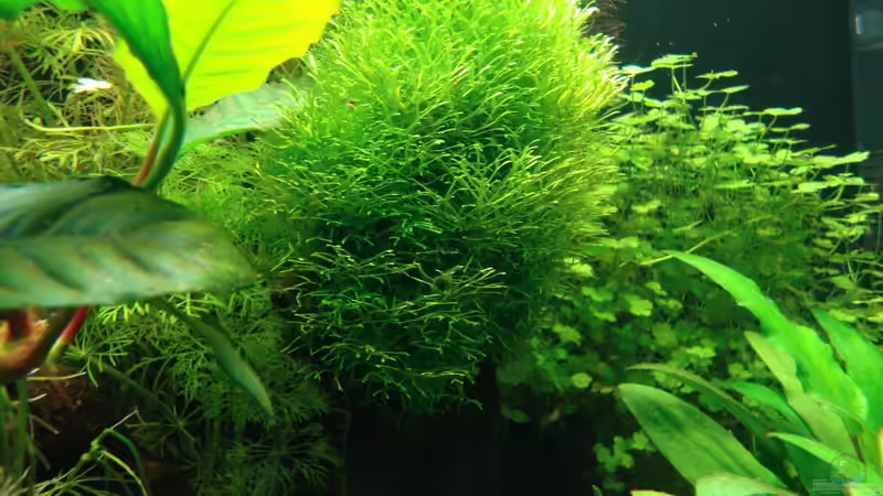 Pflanzen im Aquarium Nano Cube 60 Liter von Christoph Luz (14)