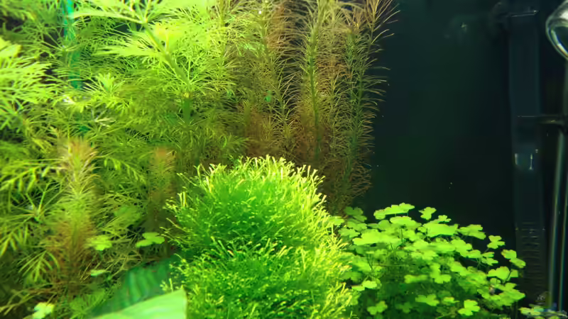 Pflanzen im Aquarium Nano Cube 60 Liter von Christoph Luz (15)
