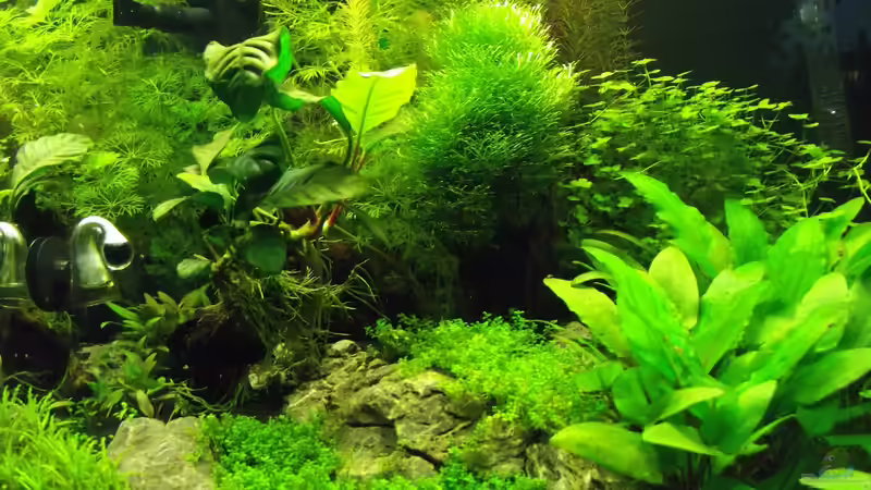 Pflanzen im Aquarium Nano Cube 60 Liter von Christoph Luz (16)