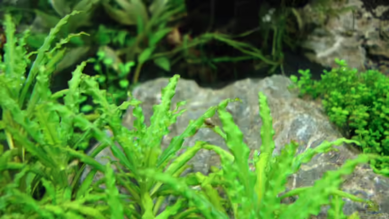 Pflanzen im Aquarium Nano Cube 60 Liter von Christoph Luz (18)