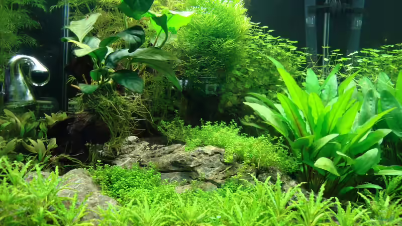 Pflanzen im Aquarium Nano Cube 60 Liter von Christoph Luz (19)