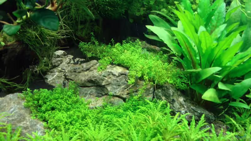 Pflanzen im Aquarium Nano Cube 60 Liter von Christoph Luz (20)