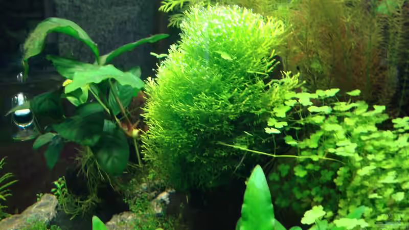 Pflanzen im Aquarium Nano Cube 60 Liter von Christoph Luz (22)