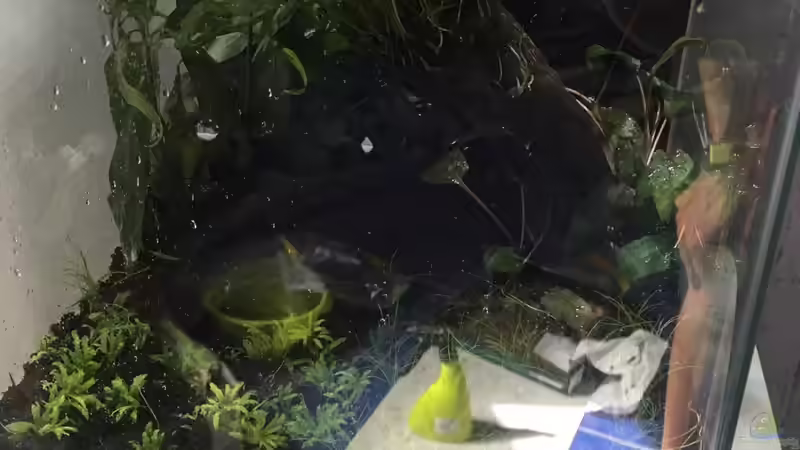 Pflanzen im Aquarium Nano Cube von Zohan (10)