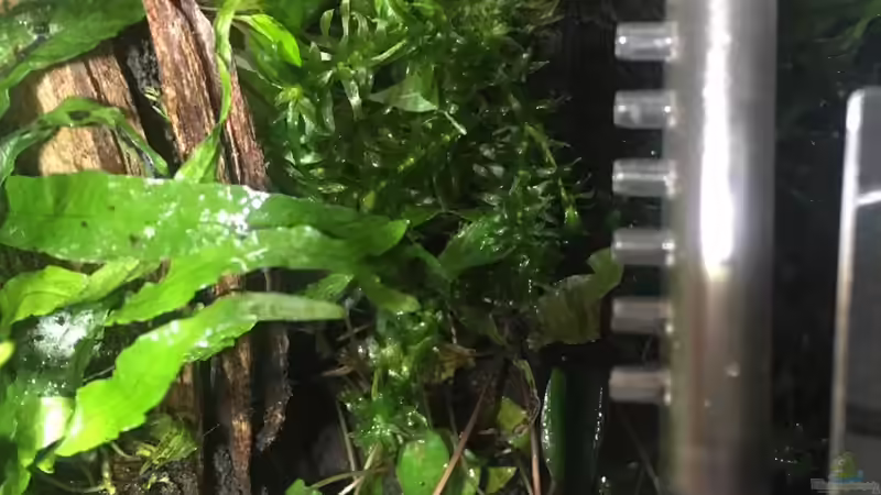 Pflanzen im Aquarium Nano Cube von Zohan (8)