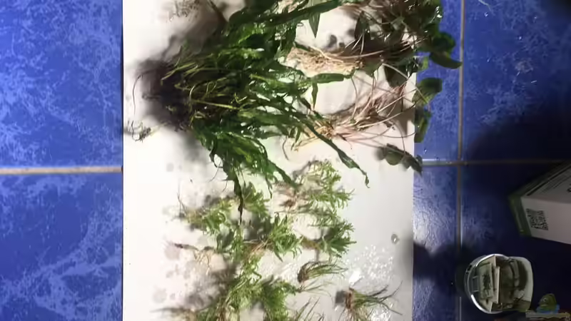 Pflanzen im Aquarium Nano Cube von Zohan (9)