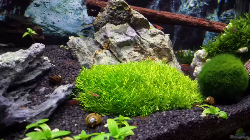 Pflanzen im Aquarium Nano Eigenbau von Lucky3310 (10)