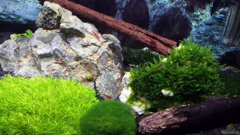 Pflanzen im Aquarium Nano Eigenbau von Lucky3310 (11)