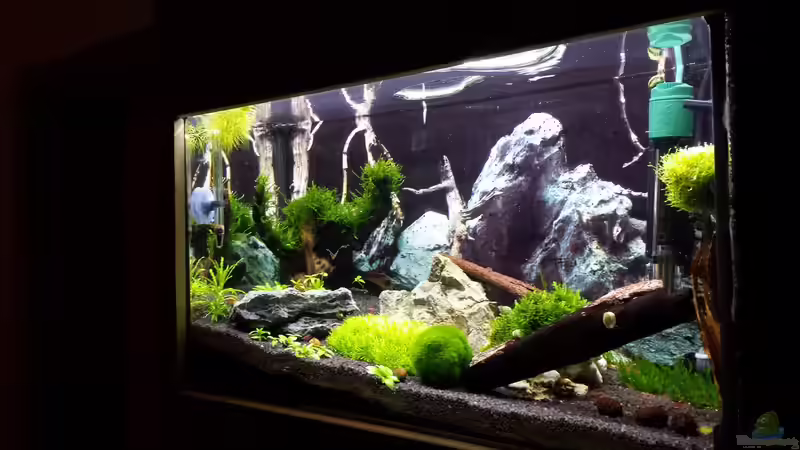 Pflanzen im Aquarium Nano Eigenbau von Lucky3310 (9)