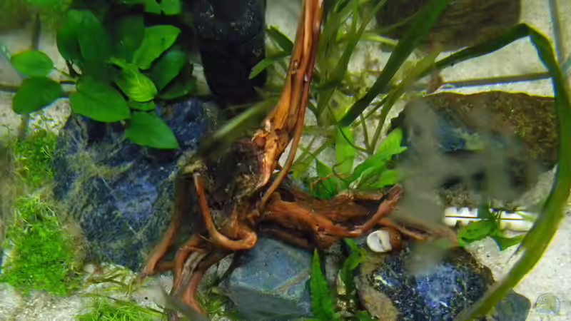 Pflanzen im Aquarium Nano Fluval Edge II von flightsim (13)