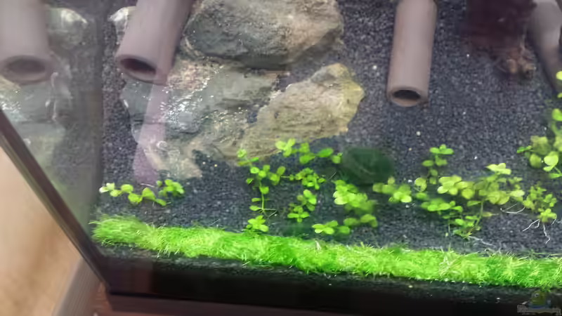 Pflanzen im Aquarium Nano II von Lucky3310 (4)