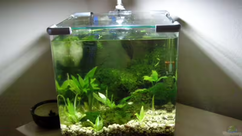 Pflanzen im Aquarium Nanobecken 16246 von SeLo (11)
