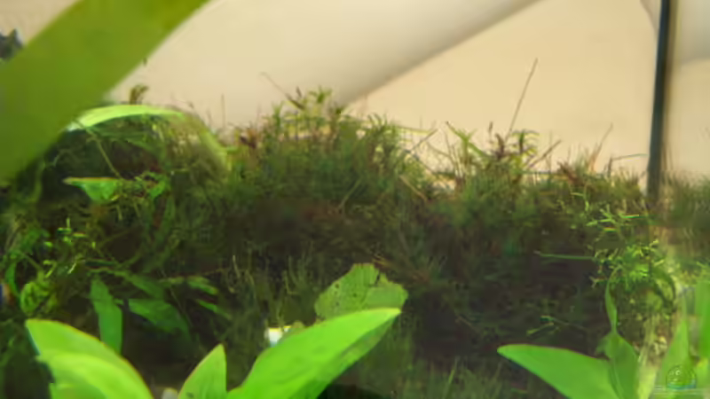 Pflanzen im Aquarium Nanobecken 16246 von SeLo (14)
