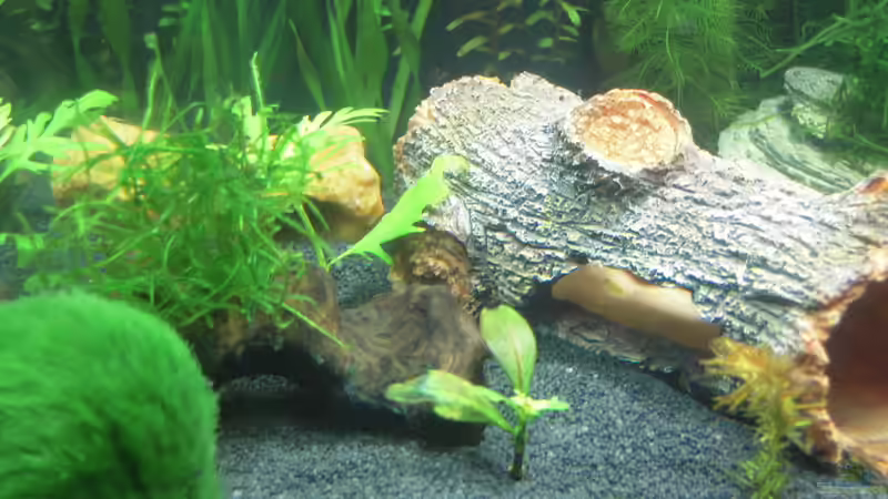 Pflanzen im Aquarium Nanobecken von Garneli (3)