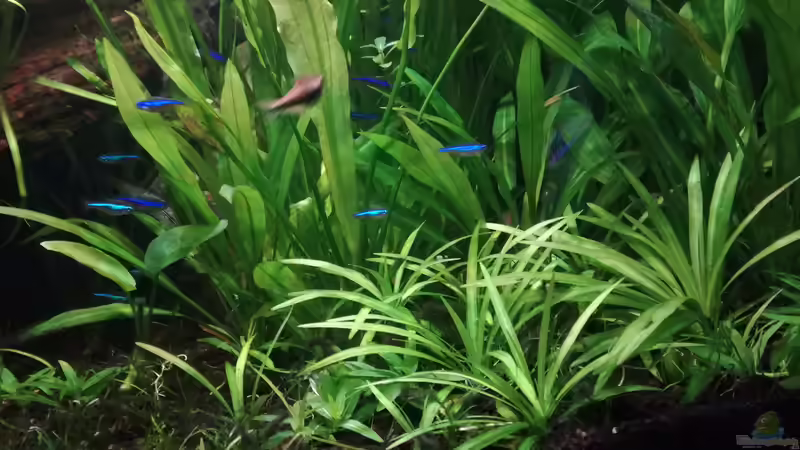 Pflanzen im Aquarium Nanozonas von Lance Hardwood (27)