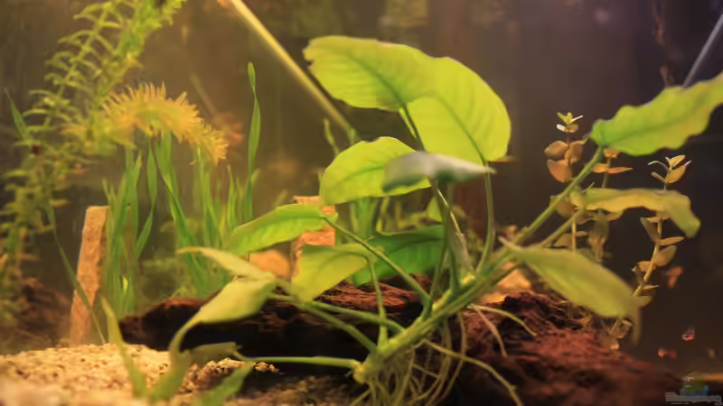 Pflanzen im Aquarium Natural Home von Sebastian Wolff (4)