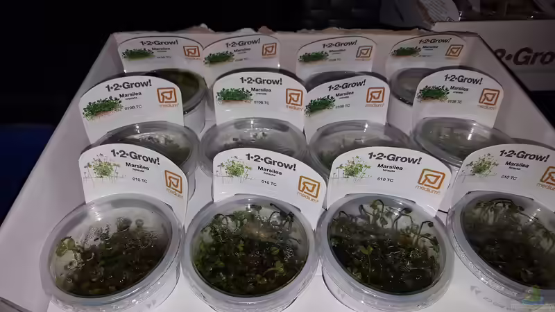 Pflanzen im Aquarium Naturaquarium Aquascape von Sven Oelze (15)